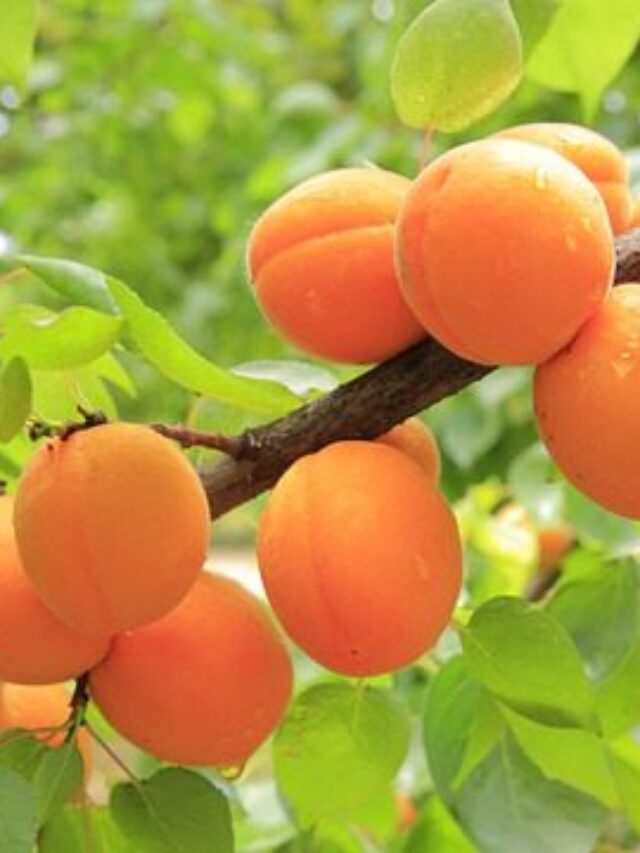 10 Best Summer Fruits in India